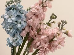 -花邻FloweringLife花艺气球派对(武康大楼店)