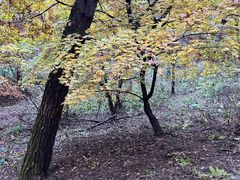 -帽儿山国家森林公园