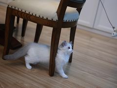 -小猫来了·猫舍(红山六九七九店)