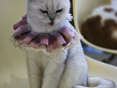 -怪兽屋·羊驼·猫咖·狗咖(俊华广场店)