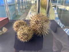 -上海海洋大学鱼文化博物馆(军工路校区)