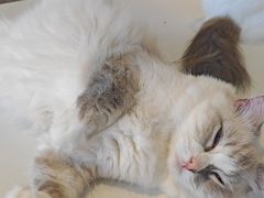 -怪兽屋·羊驼·猫咖·狗咖(俊华广场店)