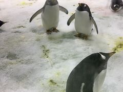 -大连圣亚海洋世界