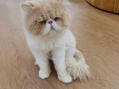 -1013 PET SHOP精品宠物商店(丁香店)