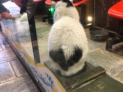 -猫咪博物馆(顶澳仔猫街店)