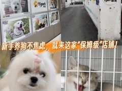 -翊宠yipet猫狗购宠庄园犬舍•猫舍