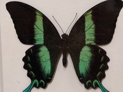 -上海昆虫博物馆