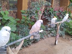 -南宫五洲植物乐园