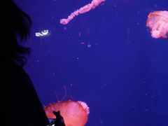 -芜湖新华联大白鲸海洋公园