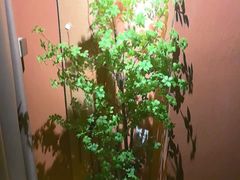 -泰·菩提树下[泰式按摩x精油SPAx肩颈头疗](新景店)