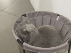 -有猫主题·治愈系猫咖(曾厝垵店)