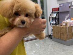 -艾贝尔宠物医院·宠保定点·超声绝育·免疫点(樱花路店)
