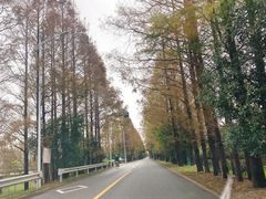 -上海都市菜园