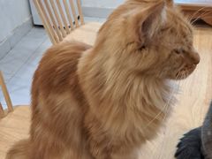 -楼上猫咖(罗湖店)