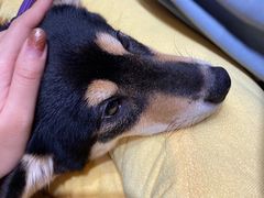-逗柴咖啡屋·狗咖猫咖宠物桌游