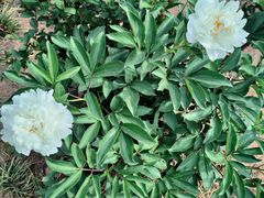 -洛阳市隋唐城遗址植物园