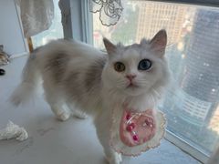 -共舞时光猫咖·狗咖(新街口店)