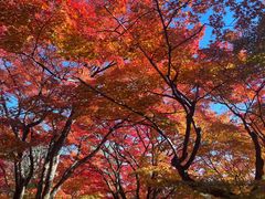 -常寂光寺