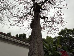 -柳侯公园