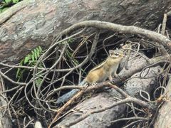 -五营红松林海景区