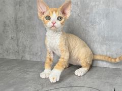 -小猫来了·猫舍(红山六九七九店)
