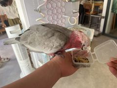 -吉丁鸟咖·异宠·寄养