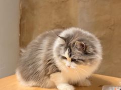 -猫猫幼稚园·撸猫·桌游·电玩