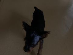 -芭比堂动物医院·犬猫全科·异宠专科(雁塔分院)