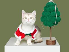 -猫大福·Fortune Cat猫舍(百子湾店)