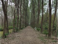 -合肥滨湖国家森林公园