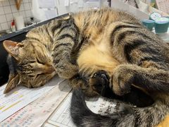 -猫的天空之城概念书店(杭州南宋御街店)