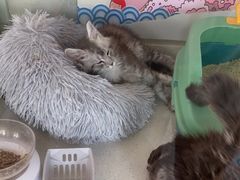 -糯米喵星人总部直营旗舰店·猫舍·幼猫出售
