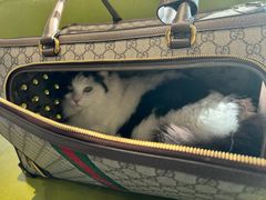 -北京派仕佳德动物医院·超导核磁·CT·神经科·骨科·内外科·急重症管理中心