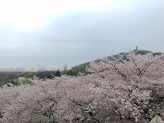 -苏州上方山国家森林公园