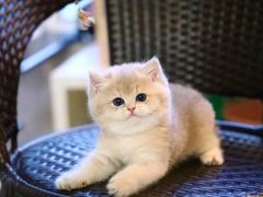 -猫十亿·布偶金渐层·曼基康矮脚猫舍(青年路店)