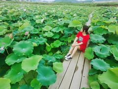 -光明小镇欢乐田园