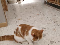 -飞行喵MR PILOT|猫舍·猫咖(静安大融城店)
