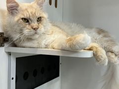 -青奢宠物·青奢猫舍