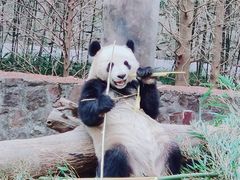 -成都大熊猫繁育研究基地