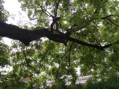 -北京国子监胡同