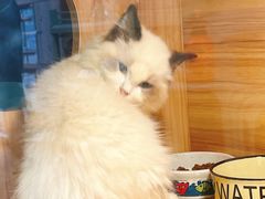 -猫十亿·布偶金渐层·曼基康矮脚猫舍(青年路店)