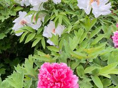 -洛阳市隋唐城遗址植物园