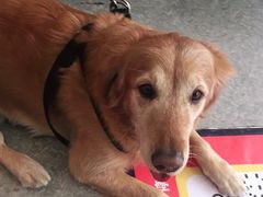 -安安宠医·安宠宠物医院