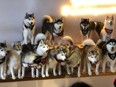 -Husky Go! 哈士奇体验馆·宠物咖啡厅狗咖