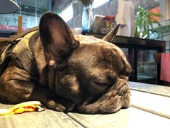 -more than meow吴止猫主题餐厅(承德 中船汇店)