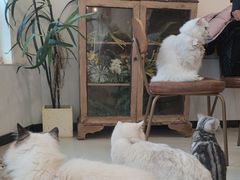 -共舞时光猫咖·狗咖(新街口店)
