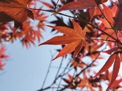 -广州市帽峰山景区