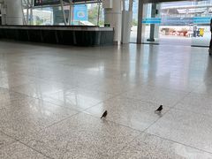 -厦门邮轮中心厦鼓码头(轮渡站)