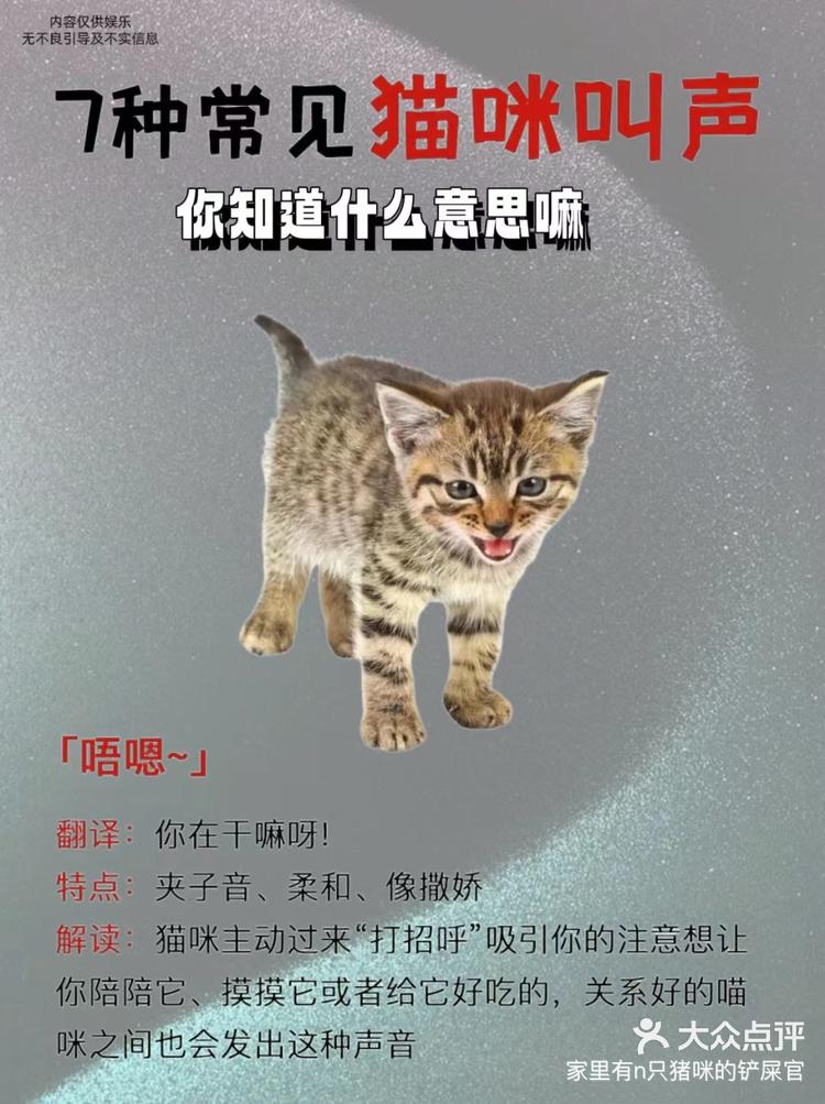 你对你家猫猫的叫声了解多少-大众点评