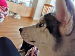 -Husky Go! 哈士奇体验馆·宠物咖啡厅狗咖